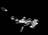 Les_plumes_1.jpg