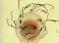 Morphogenese_v.jpg